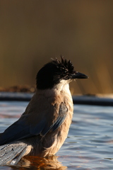 Cyanopica cooki