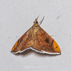 Hyalobathra coenostolalis