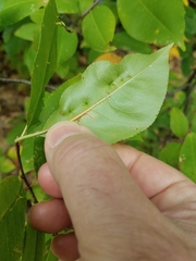 Eriophyes cerasicrumena