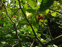 Crataegus chrysocarpa