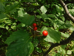 Crataegus chrysocarpa