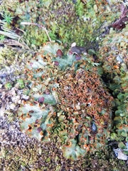 Solorina crocea