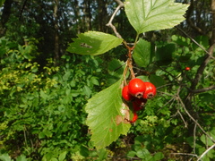 Crataegus chrysocarpa