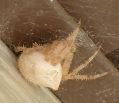 Araneus gemma