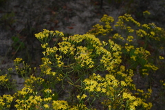 Euthamia caroliniana