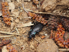 Carabus nemoralis