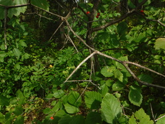 Crataegus chrysocarpa
