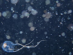 Copula sivickisi