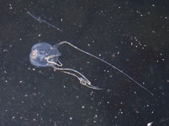 Copula sivickisi