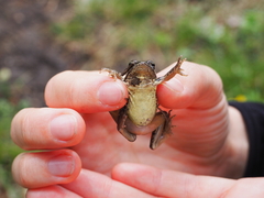 Rana arvalis