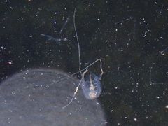 Copula sivickisi