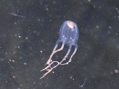 Copula sivickisi