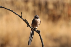 Cyanopica cooki