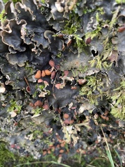 Peltigera horizontalis