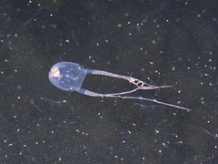 Copula sivickisi
