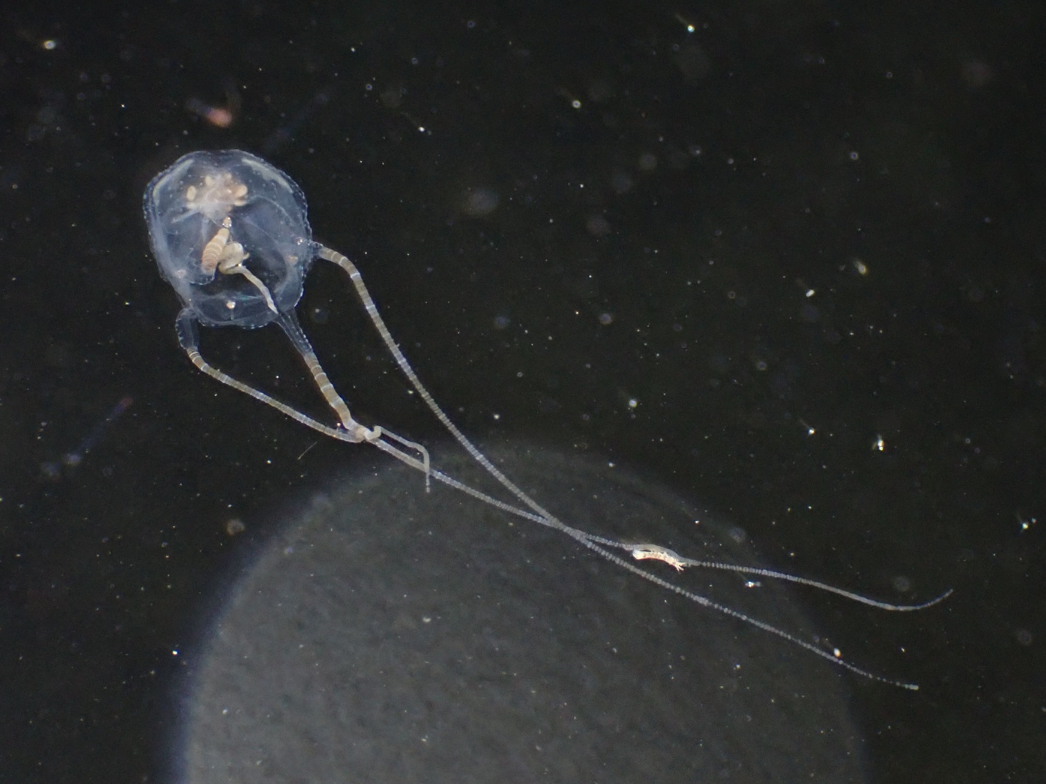 Copula sivickisi (Stiasny, 1926)