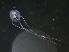 Copula sivickisi