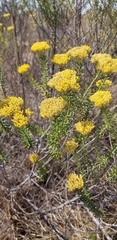 Helichrysum kraussii
