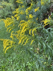 Solidago altissima