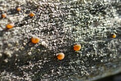 Dacrymyces stillatus