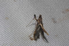 Lineodes elcodes