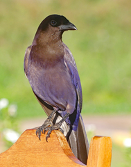 Cyanocorax cyanomelas