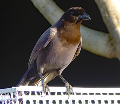 Cyanocorax cyanomelas