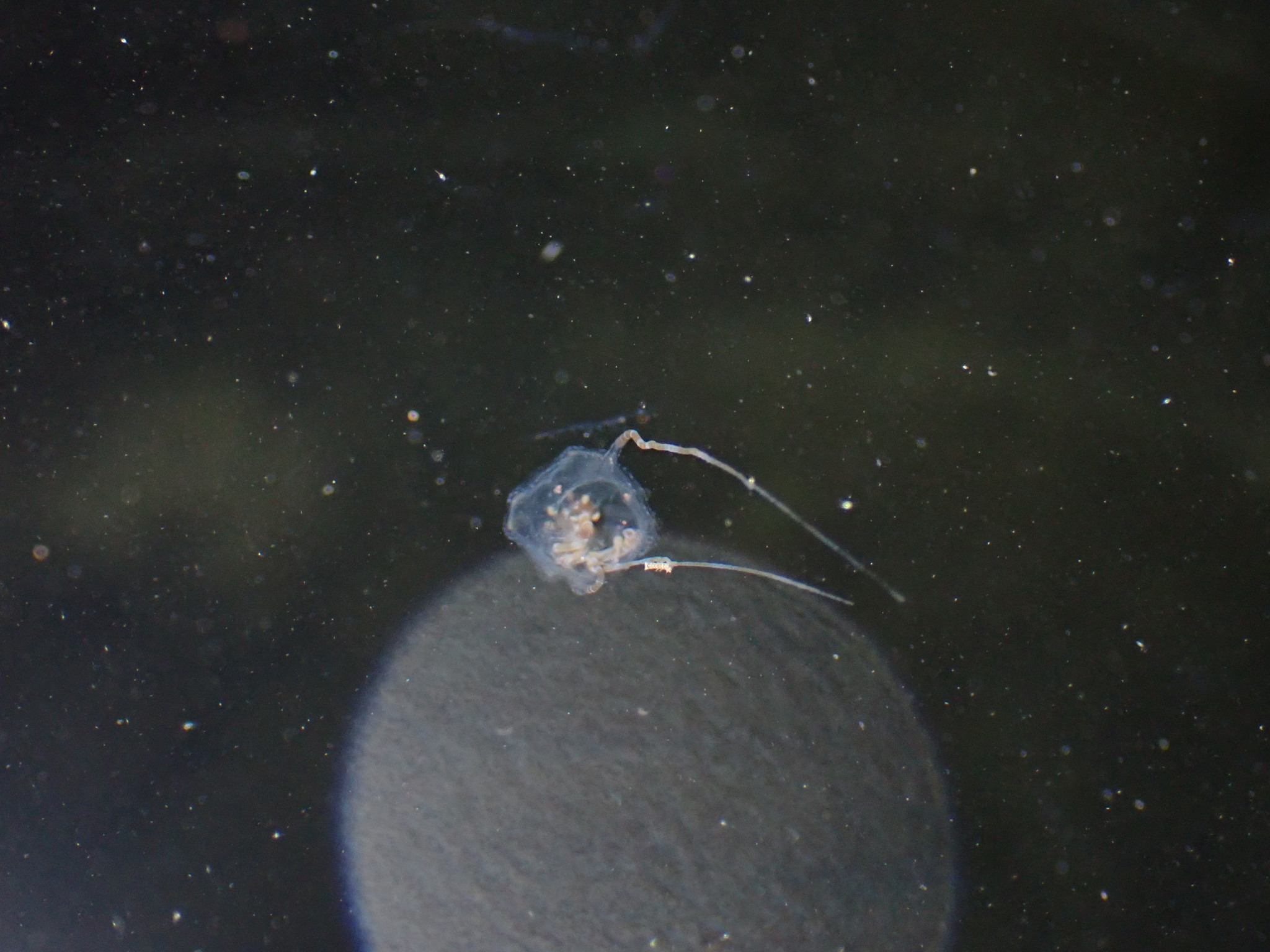 Copula sivickisi (Stiasny, 1926)