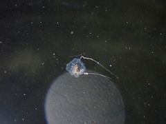 Copula sivickisi
