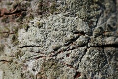 Lecanora carpinea