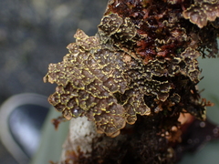 Pseudocyphellaria