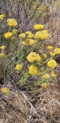 Helichrysum kraussii