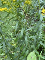 Solidago altissima