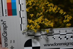 Euthamia caroliniana