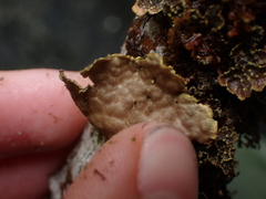 Pseudocyphellaria