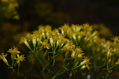 Euthamia caroliniana