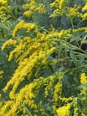 Solidago altissima