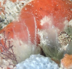Clavelina oblonga
