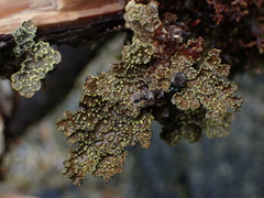 Pseudocyphellaria