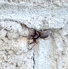 Herpyllus propinquus