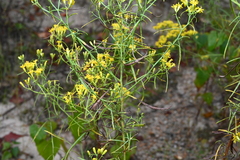 Euthamia caroliniana