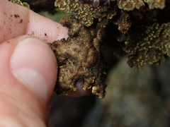 Pseudocyphellaria