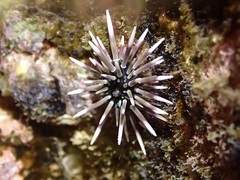 Echinometra mathaei