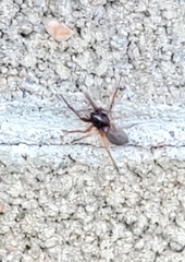 Herpyllus propinquus