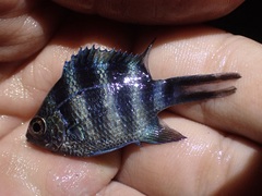 Abudefduf sexfasciatus