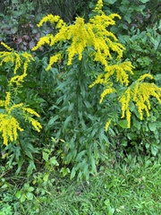 Solidago altissima