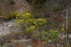 Euthamia caroliniana