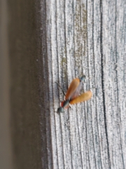 Anthocomus rufus