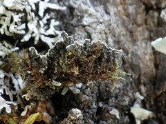 Physconia distorta
