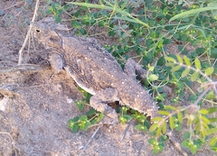 Phrynosoma goodei